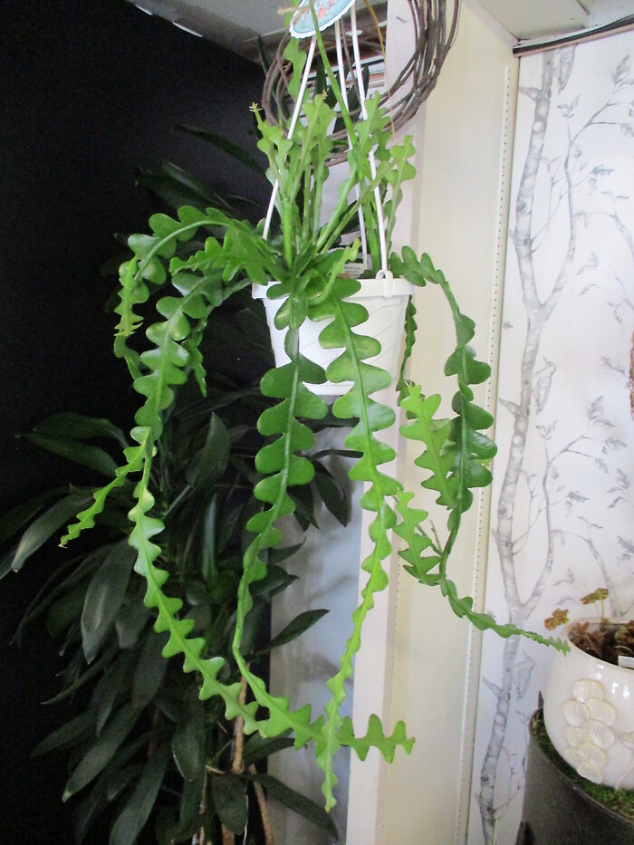 Fishbone Cactus