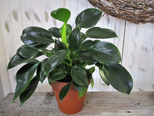 Hybrid Philodendron