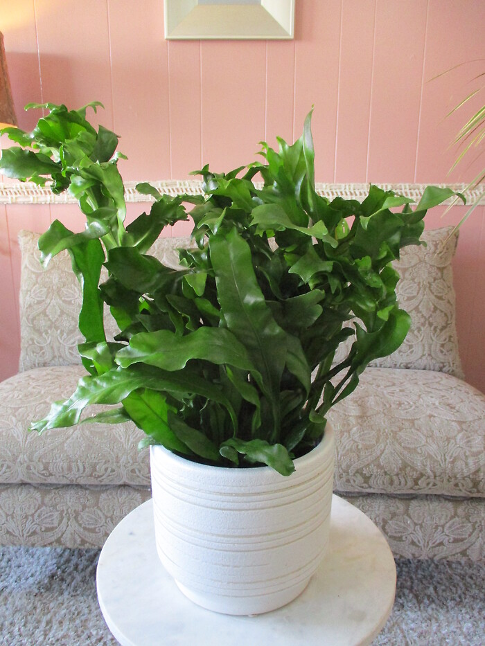 Birds Nest Fern in Ceramic