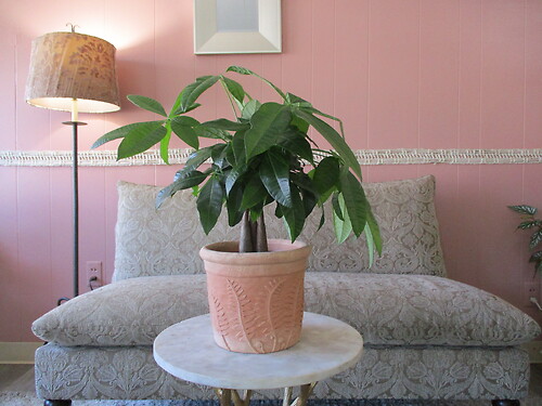 Money Tree