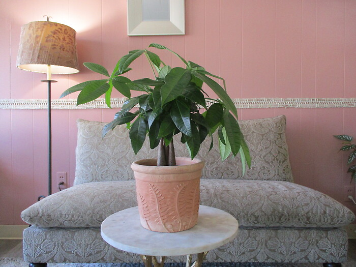 Money Tree