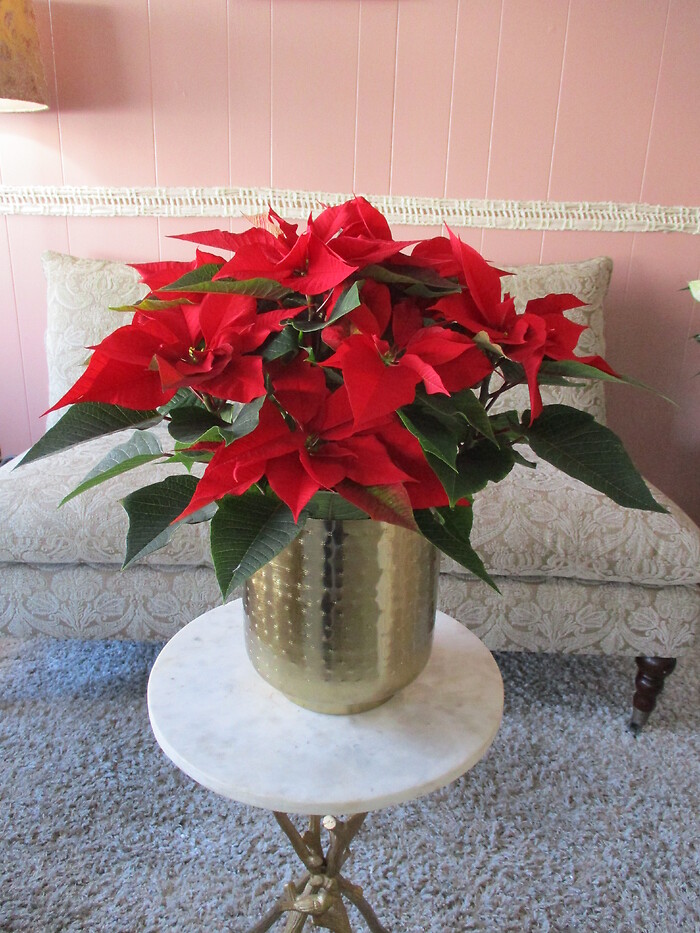 Poinsettia in Gold