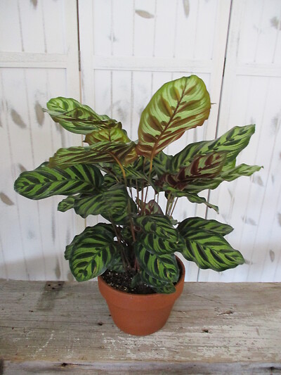 Calathea