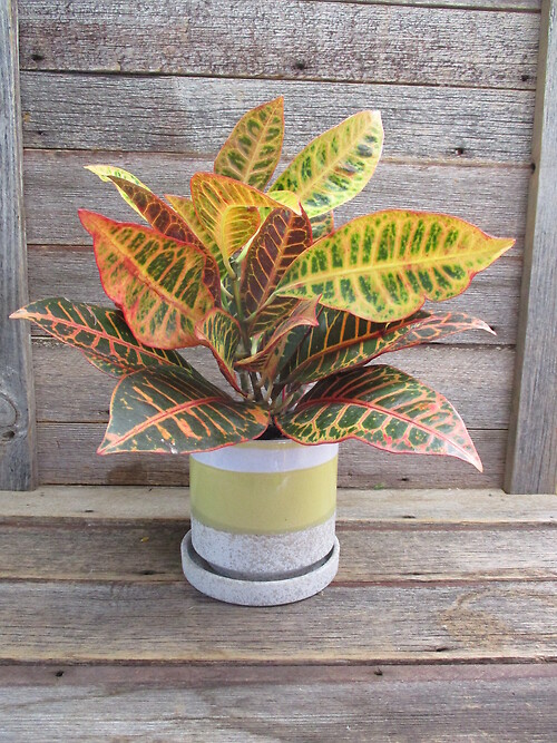Croton