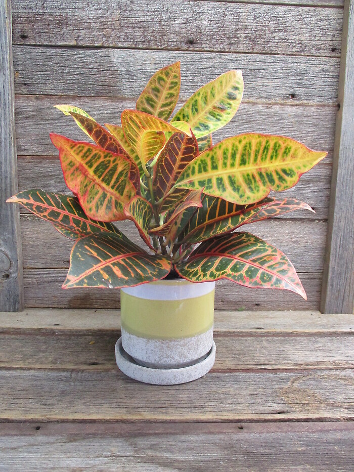 Croton