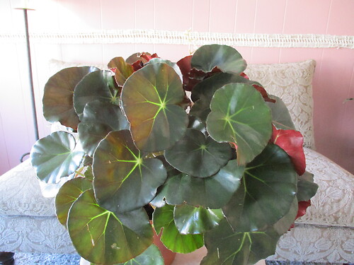 Beefsteak Begonia