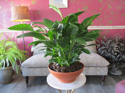 Peace Lily (Spathiphyllum)