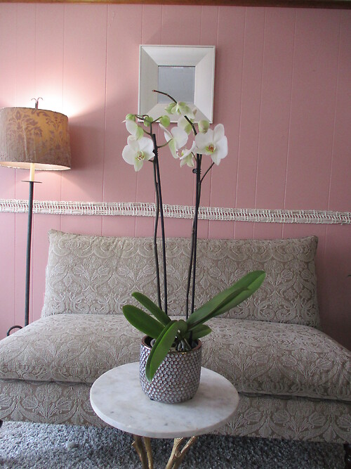 Double Phalaenopsis Orchid