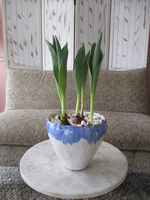 Easter Greetings Bulb Garden