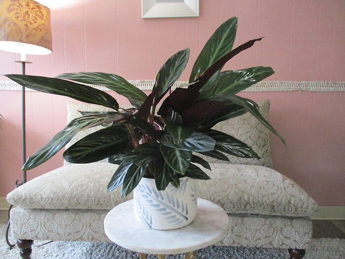Calathea
