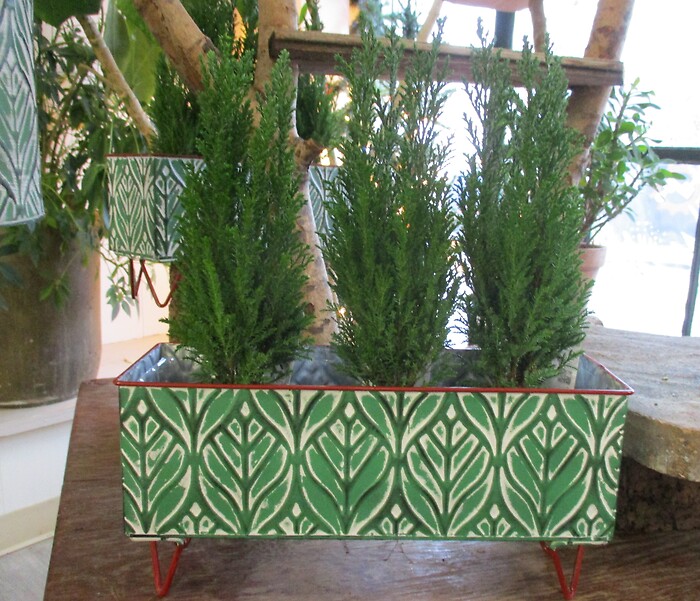 Lemon Cypress Tree Planter