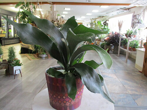 Staghorn Fern