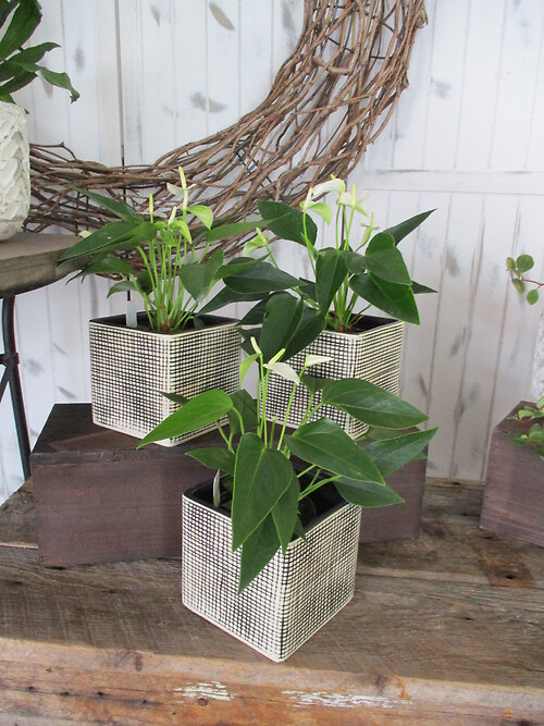 Anthurium Planter