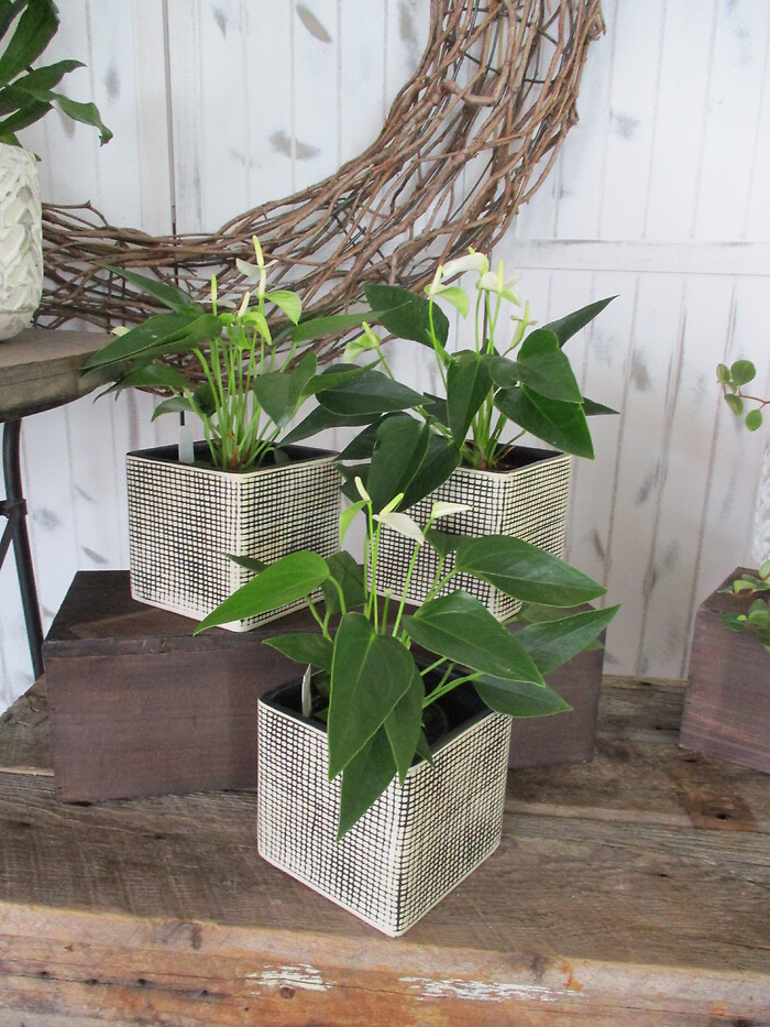 Anthurium Planter