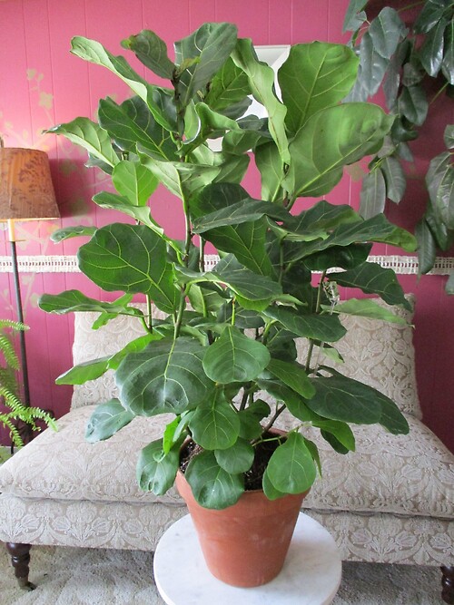 Fiddle Leaf Fig