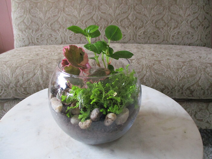 Desk Size Terrarium