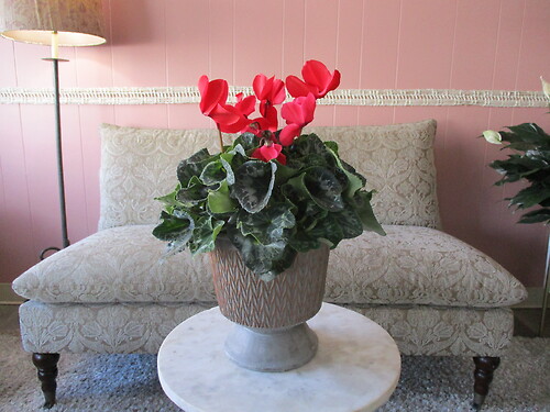 Cyclamen