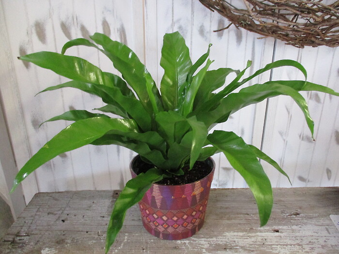 Birds Nest Fern