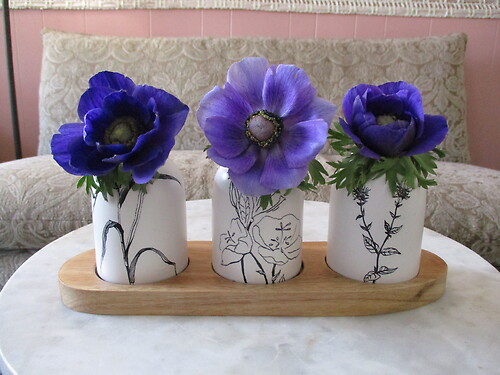 Amazing Anemones