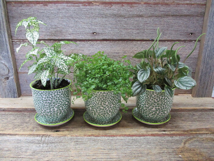 Tiny Teatime Trio