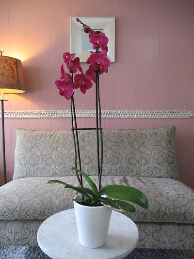 Phalaenopsis Orchid Plant