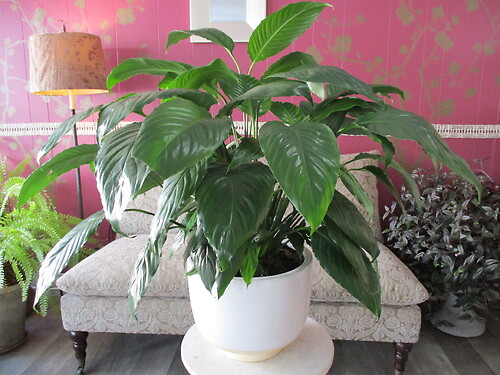 Large Peace Lily (Spathiphyllum)