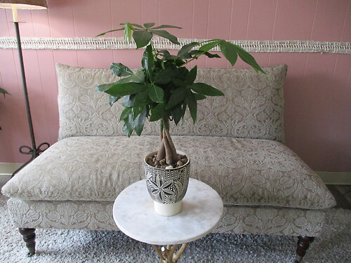 Money Tree