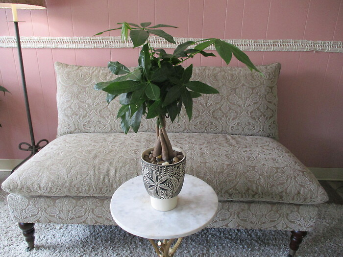 Money Tree