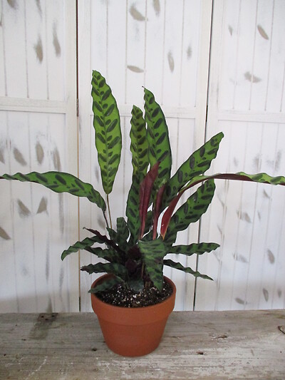 Calathea