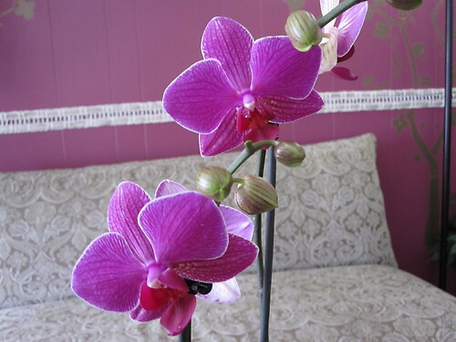Phalaenopsis Orchid Plant