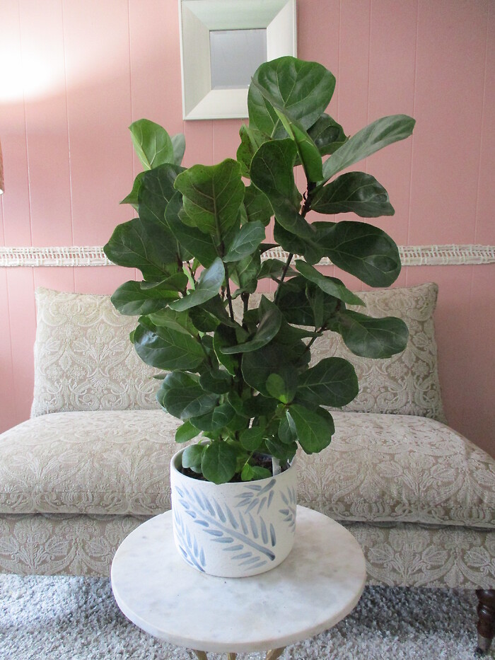 Fiddle Leaf Fig