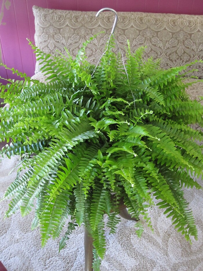 Boston Fern