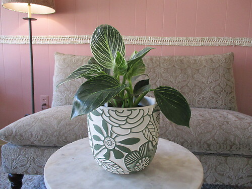 Birkin Philodendron