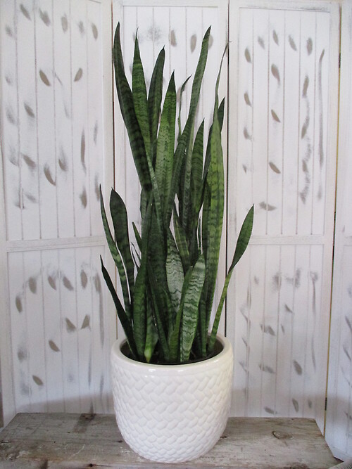 Snake Plant