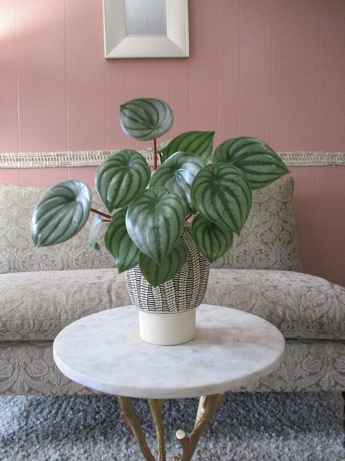 Watermelon Peperomia