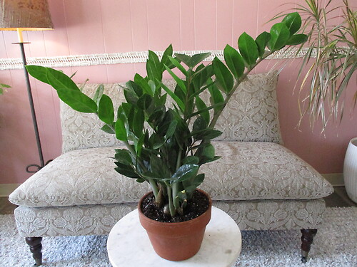 ZZ Plant