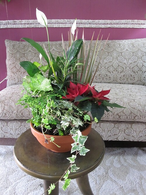 Poinsettia Dish Garden