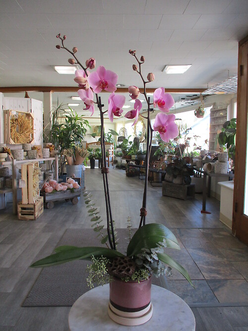 Phalaenopsis Orchid