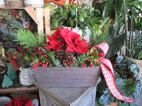 Blooming Holiday Planter