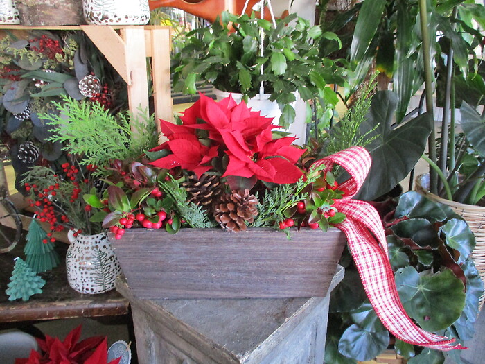 Blooming Holiday Planter
