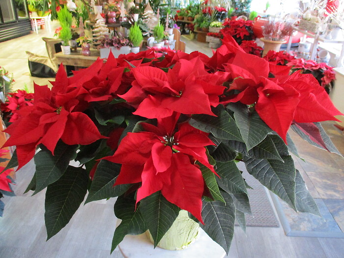 Red Poinsettia
