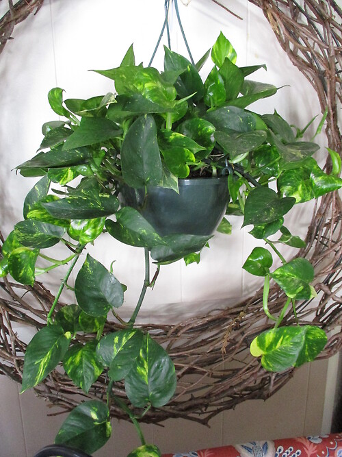 Philodendron