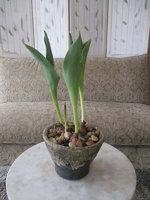 Potted Tulips