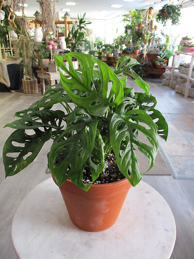 Swiss Cheese Monstera