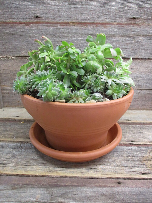 Succulent Garden