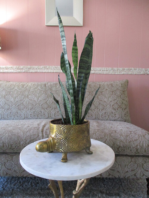 Tommy Turtle Planter