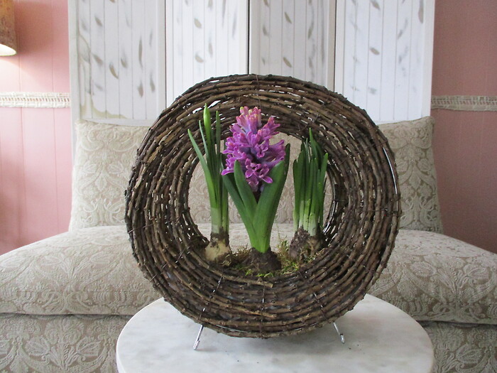 Willow Ring of Spring (Bulb)