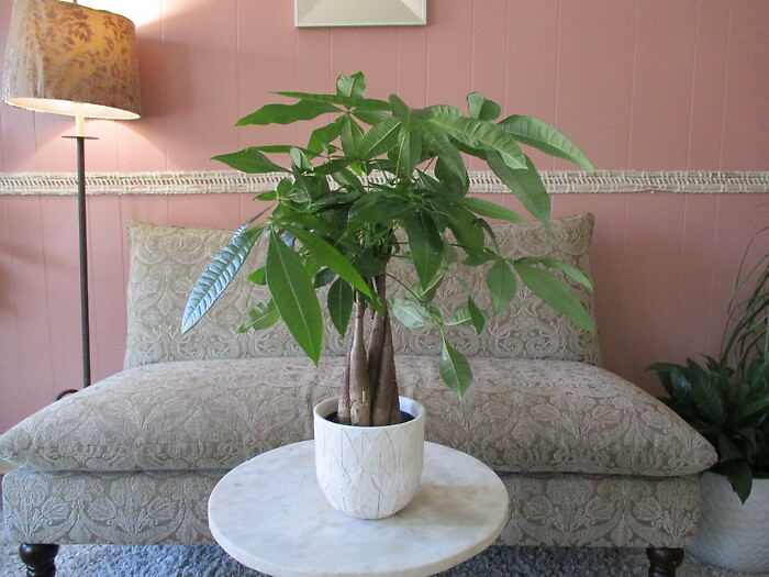 Money Tree