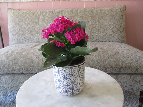 Kalanchoe Plant