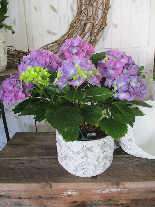 Premium Hydrangea